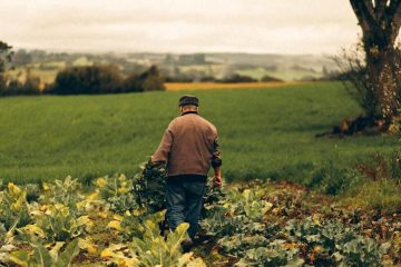 La agricultura ecológica en España sigue creciendo: un 12 % más que en 2022