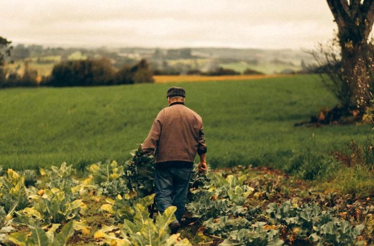 La agricultura ecológica en España sigue creciendo: un 12 % más que en 2022