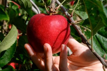 Nueva variedad de manzana adaptada a climas con veranos cálidos