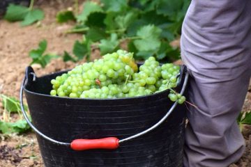 Penedès finaliza su vendimia con menor recogida pero de alta calidad - Foto DO Penedés