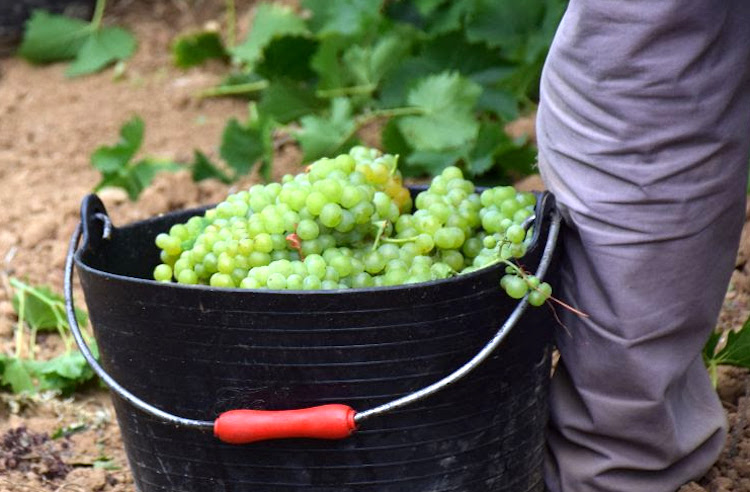 Penedès finaliza su vendimia con menor recogida pero de alta calidad - Foto DO Penedés