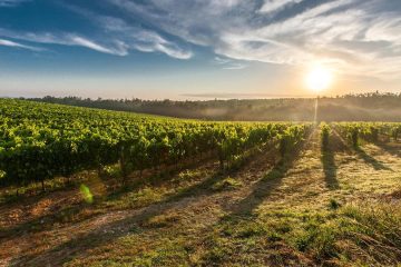 Relato del Vino Español, una herramienta para consolidar su identidad en los mercados
