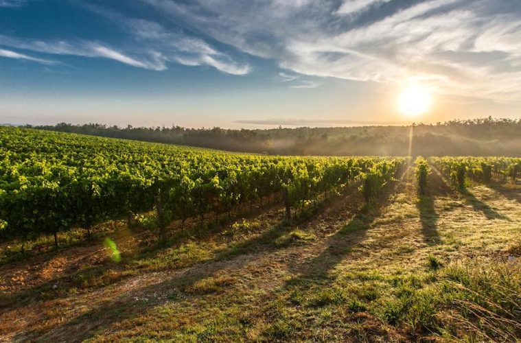 Relato del Vino Español, una herramienta para consolidar su identidad en los mercados