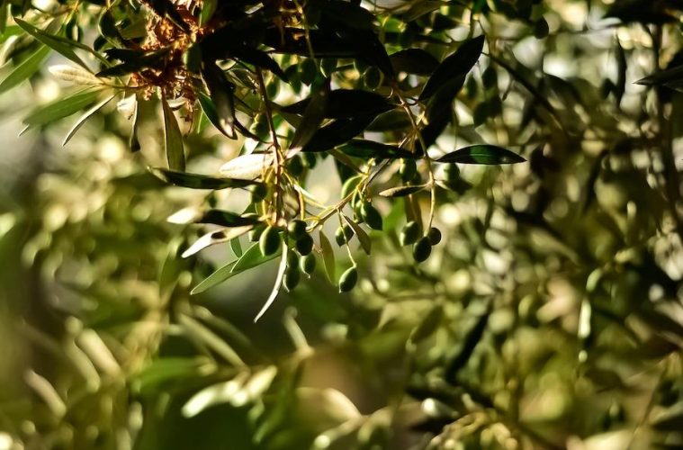 Subproductos de la aceituna que pueden servir de alimento para ganado