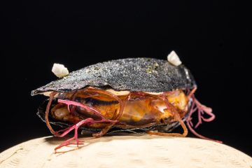 Un trampantojo de mejillón, ganador del Campeonato de Pintxos de Euskadi y Navarra