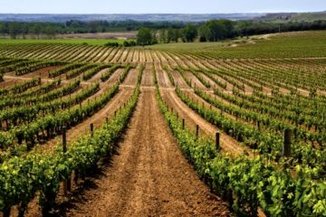 La vendimia en Ribera del Duero finaliza con menos uva pero de gran calidad