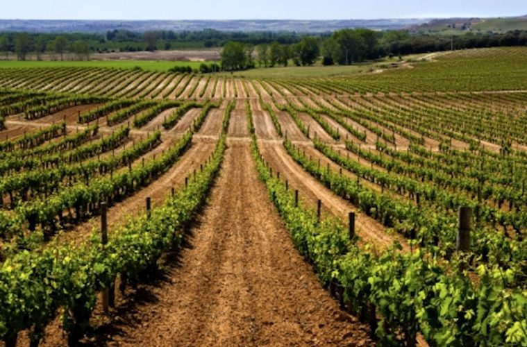 La vendimia en Ribera del Duero finaliza con menos uva pero de gran calidad