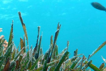 Sobre la necesidad de proteger las praderas de Posidonia en el litoral de Baleares - Foto Fundación Blue Life