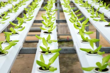 Primera edición de los Rural Startup Awards para proyectos innovadores en agricultura