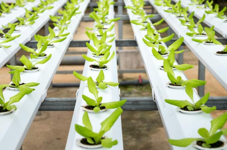 Primera edición de los Rural Startup Awards para proyectos innovadores en agricultura