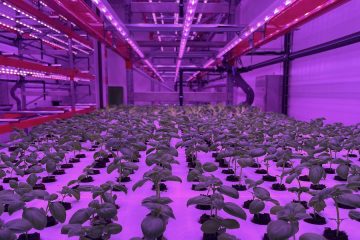 Startups con soluciones que pueden transformar el sector agroalimentario