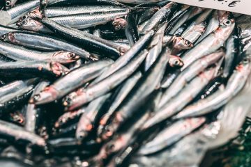 En 2025 la cuota de boquerón en el golfo de Cádiz será siete veces mayor que este año