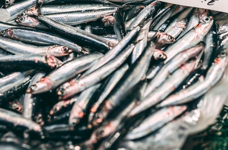 En 2025 la cuota de boquerón en el golfo de Cádiz será siete veces mayor que este año