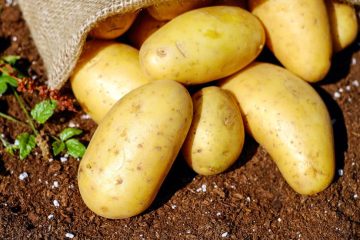 Este año se cosecharán casi 2 millones de toneladas de patata