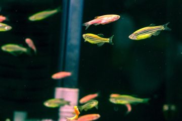 A consulta pública la modificación de las normas que protegen a los animales utilizados en experimentación