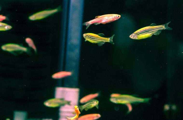 A consulta pública la modificación de las normas que protegen a los animales utilizados en experimentación