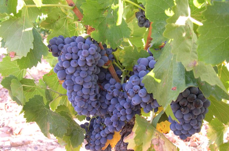 Cariñena acogerá Grenaches du Monde, el concurso internacional Garnachas