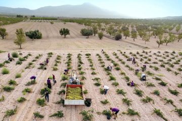 La vendimia 2024 de Jumilla, la más escasa de su historia