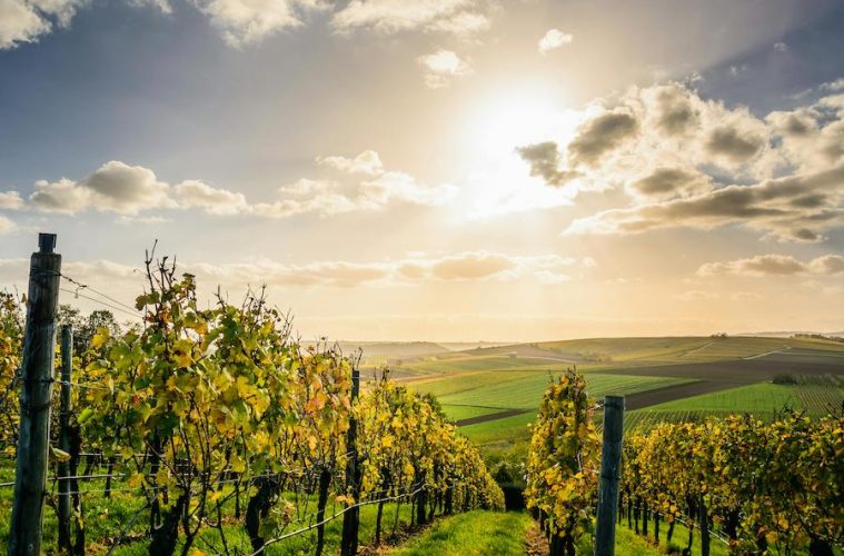 Las denominaciones del vino españolas trasladan sus reivindicaciones al Parlamento Europeo