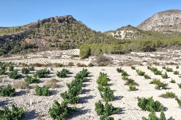 Los vinos de Alicante registran también la vendimia más pequeña de los últimos años