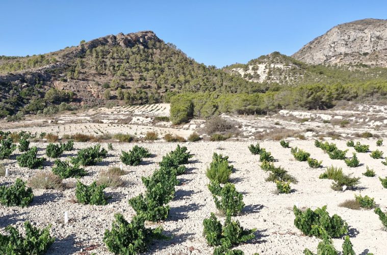 Los vinos de Alicante registran también la vendimia más pequeña de los últimos años