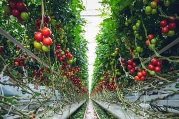 Tendencias y tecnologías que marcarán la industria agroalimentaria en 2025