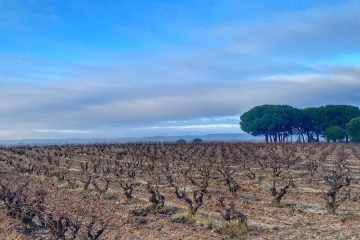 Buscando las uvas del futuro en la DOP Ribera del Duero Foto DOP