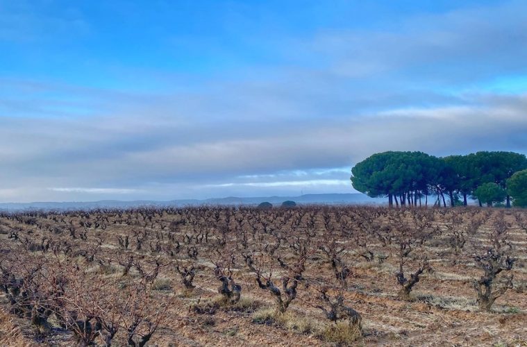 Buscando las uvas del futuro en la DOP Ribera del Duero Foto DOP