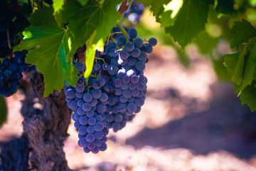 Cariñena será la sede del concurso internacional Garnachas del Mundo