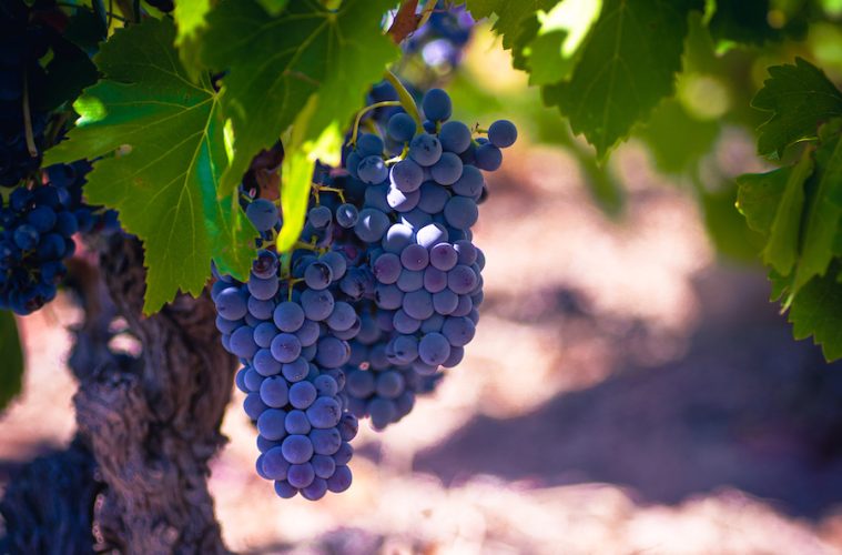 Cariñena será la sede del concurso internacional Garnachas del Mundo