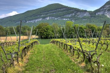 El ministerio activa de urgencia la cosecha en verde en el sector del vino Foto MAPA