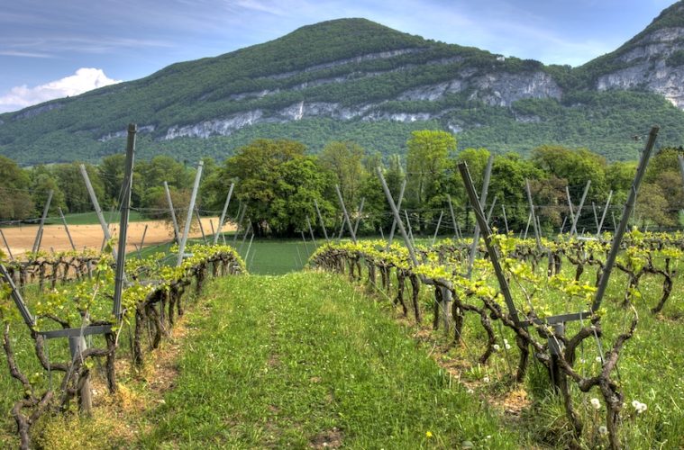 El ministerio activa de urgencia la cosecha en verde en el sector del vino Foto MAPA