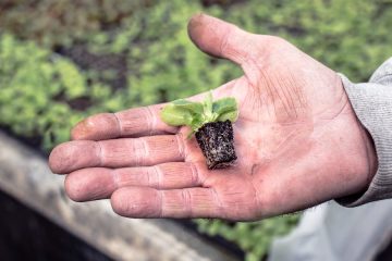 Las fincas experimentales de cultivo de lechuga abren sus puertas en el Campo de Cartagena