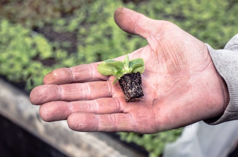 Las fincas experimentales de cultivo de lechuga abren sus puertas en el Campo de Cartagena