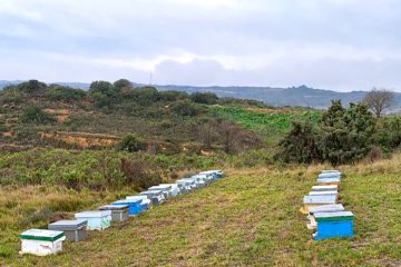 Colmenas en viñedos que ayudan a mejorar el cultivo y el ecosistema