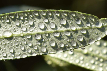 Cuatro nuevas variedades de olivo especialmente adaptadas al cambio climático