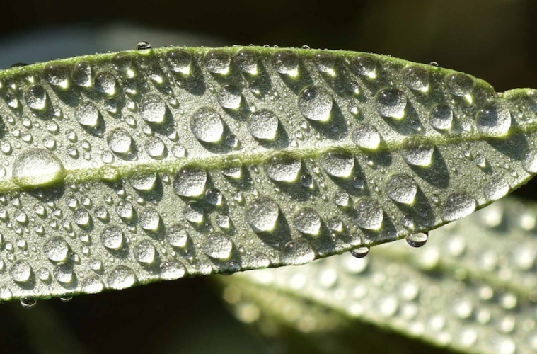 Cuatro nuevas variedades de olivo especialmente adaptadas al cambio climático