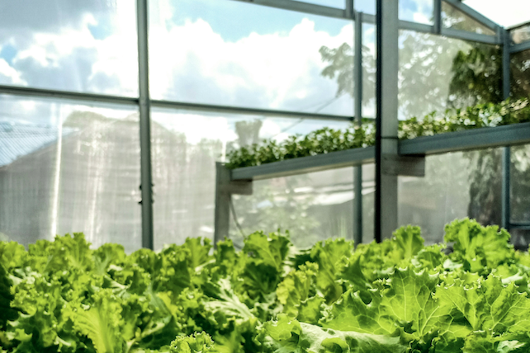 Foodtech, la gran revolución de la industria alimentaria
