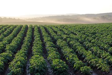 La visión de España sobre el futuro de la agricultura y pesca en el marco de la UE