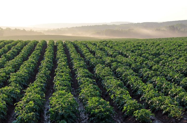 La visión de España sobre el futuro de la agricultura y pesca en el marco de la UE