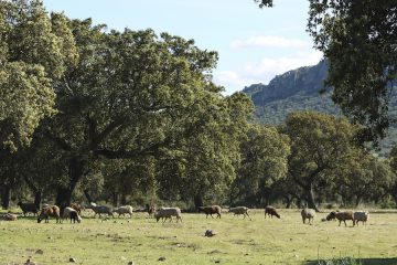 Un proyecto aplicará técnicas de digitalización al pastoreo extensivo para generar créditos de carbono