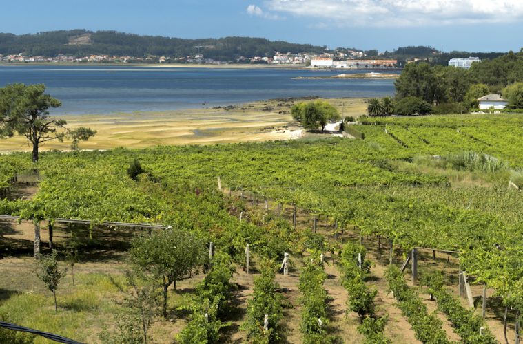 Comienzan las candidaturas a Ciudad Española del Vino 2026