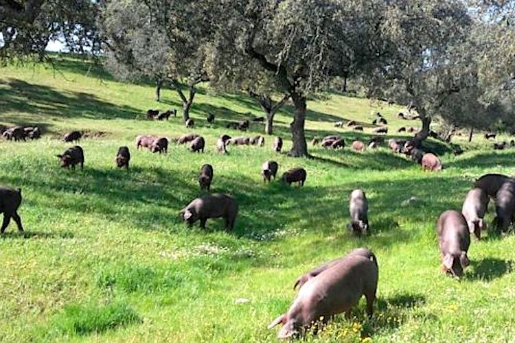 Coproductos y subproductos del cerdo ibérico que podrían utilizarse en otros sectores (Foto: Iberval)