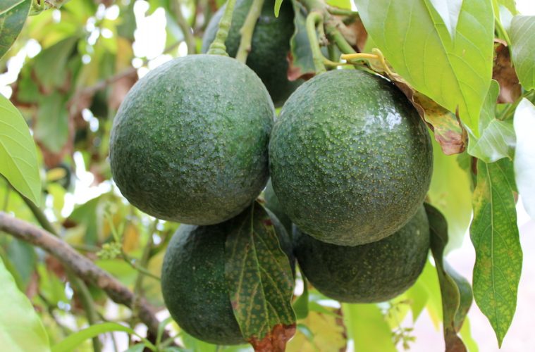 El Aguacate de Canarias, nueva Indicación Geográfica Protegida (IGP) Foto MAPA
