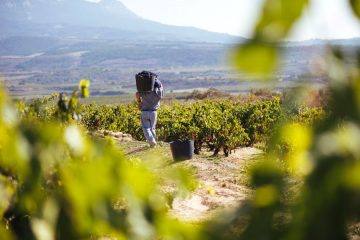 La cosecha 2024 de Rioja, calificada como Buena Foto DOCa Rioja