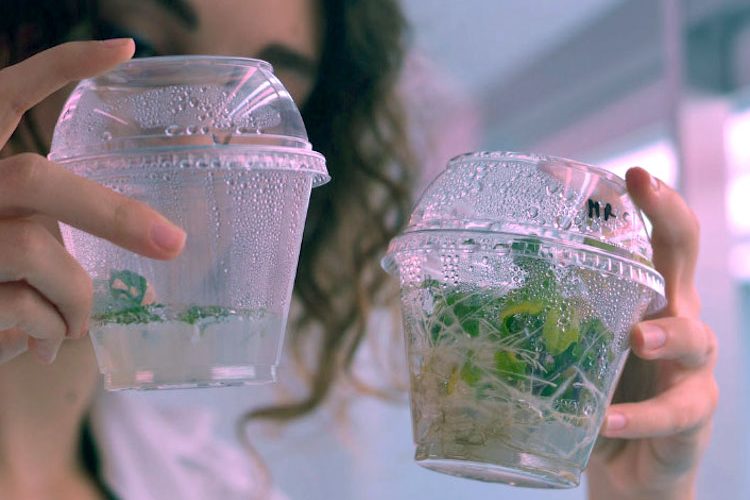 Nuevas técnicas genómicas que pueden mejorar las variedades vegetales cultivables Foto MAPA