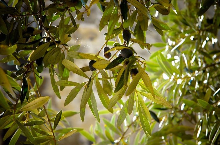 Restos de poda del olivo reciclados para su uso en la industria alimentaria