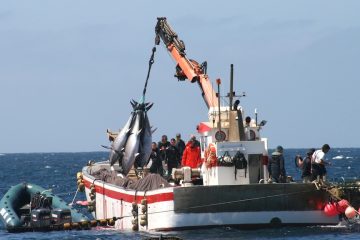Se abre la pesca de atún rojo para atender la demanda de Semana Santa - Foto MAPA