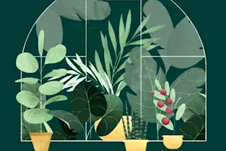 Sobre el poder terapéutico de las plantas