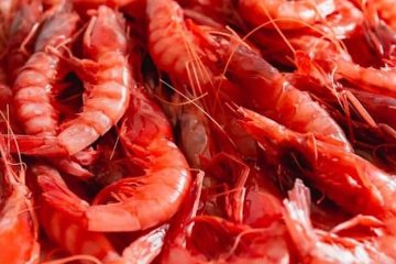 Este año tendremos menos gamba roja del Mediterráneo (Foto: MAPA)